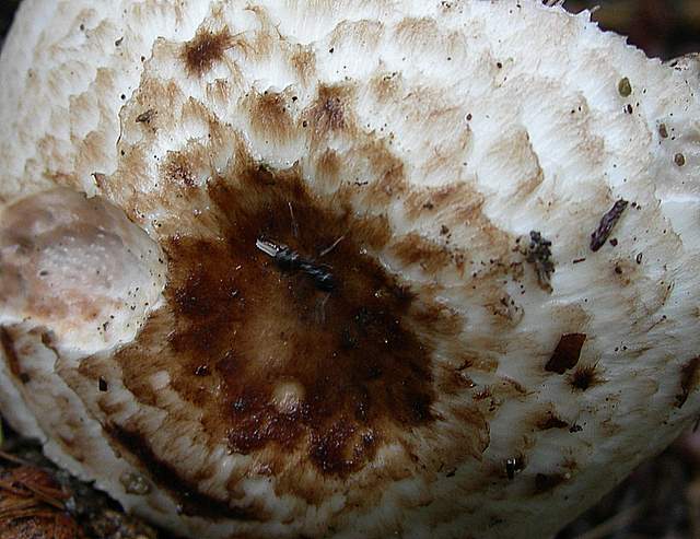 Agaricus impudicus   (Rea)  Pilt